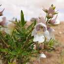 Imagem de Prostanthera striatiflora F. Muell.