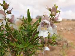 Imagem de Prostanthera striatiflora F. Muell.