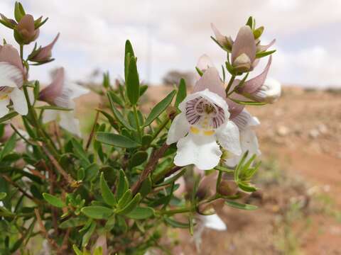 Image of Jockey's Cap Mint-bush