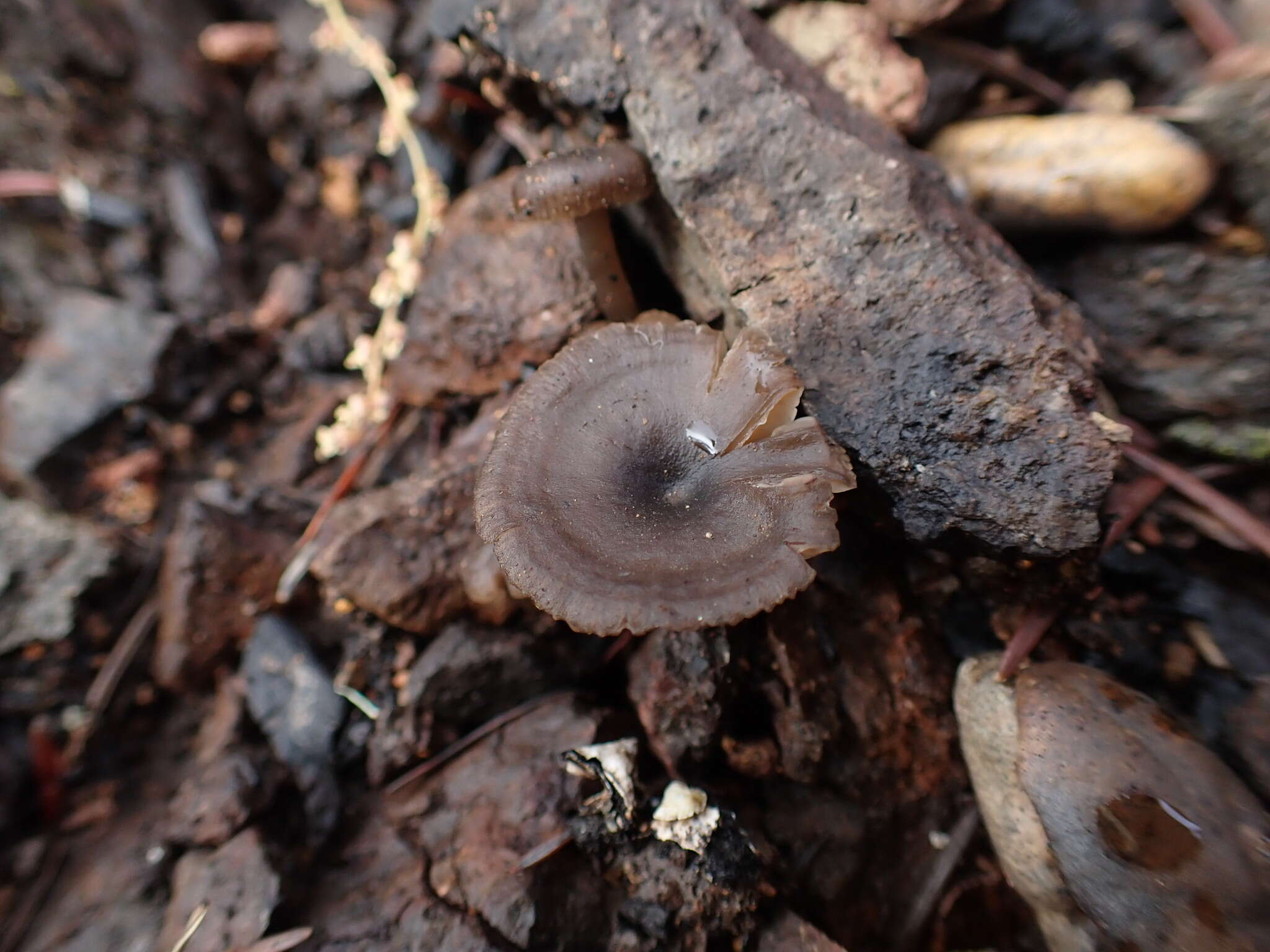 Image of Tephrocybe anthracophila (Lasch) P. D. Orton 1969