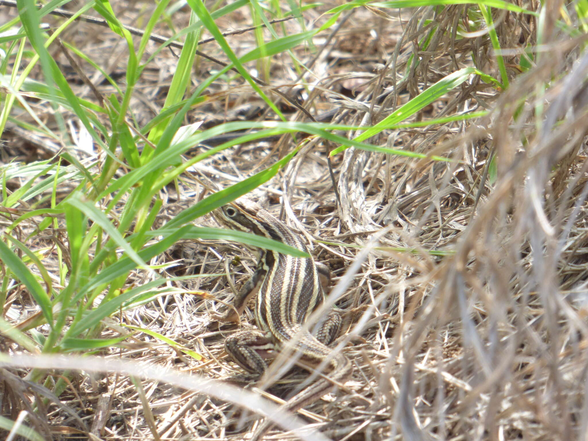 Image of Sierra Curlytail Lizard