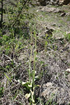 Image of <i>Ophrys aghemanii</i>