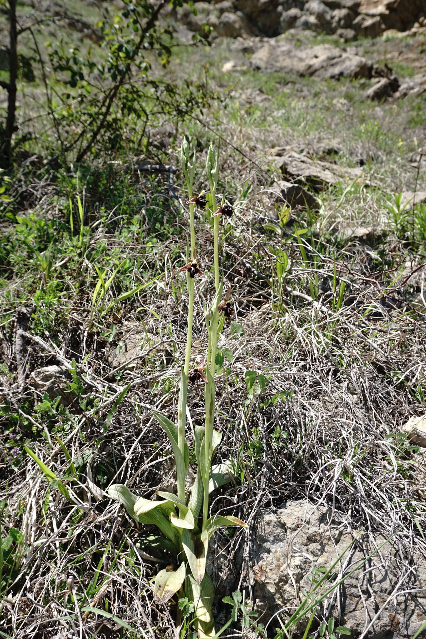 Imagem de <i>Ophrys aghemanii</i>