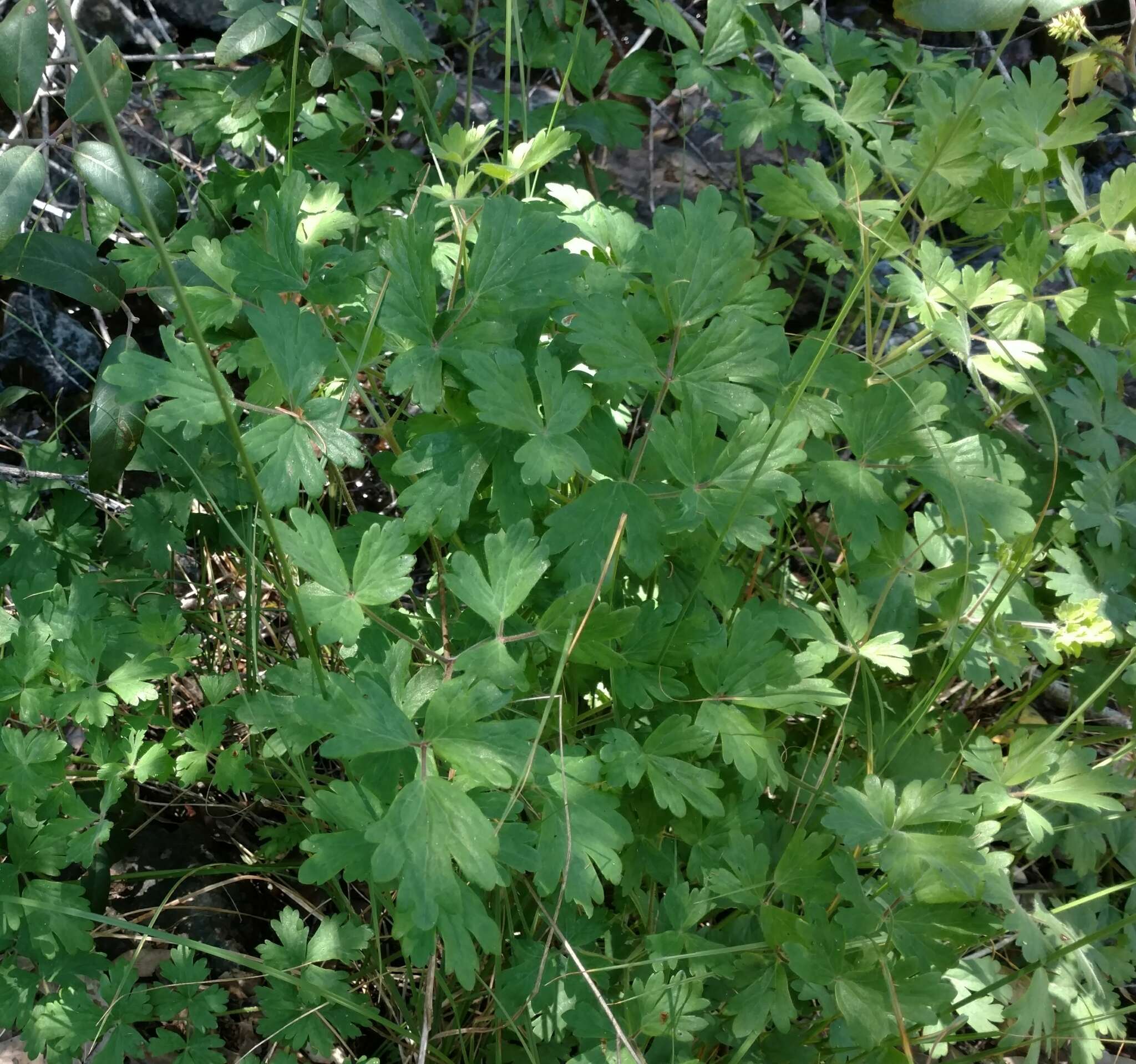 Aquilegia eximia Van Houtte ex Planch.的圖片