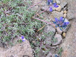 Image of Lupinus sellulus var. lobbii (S. Watson) B. J. Cox