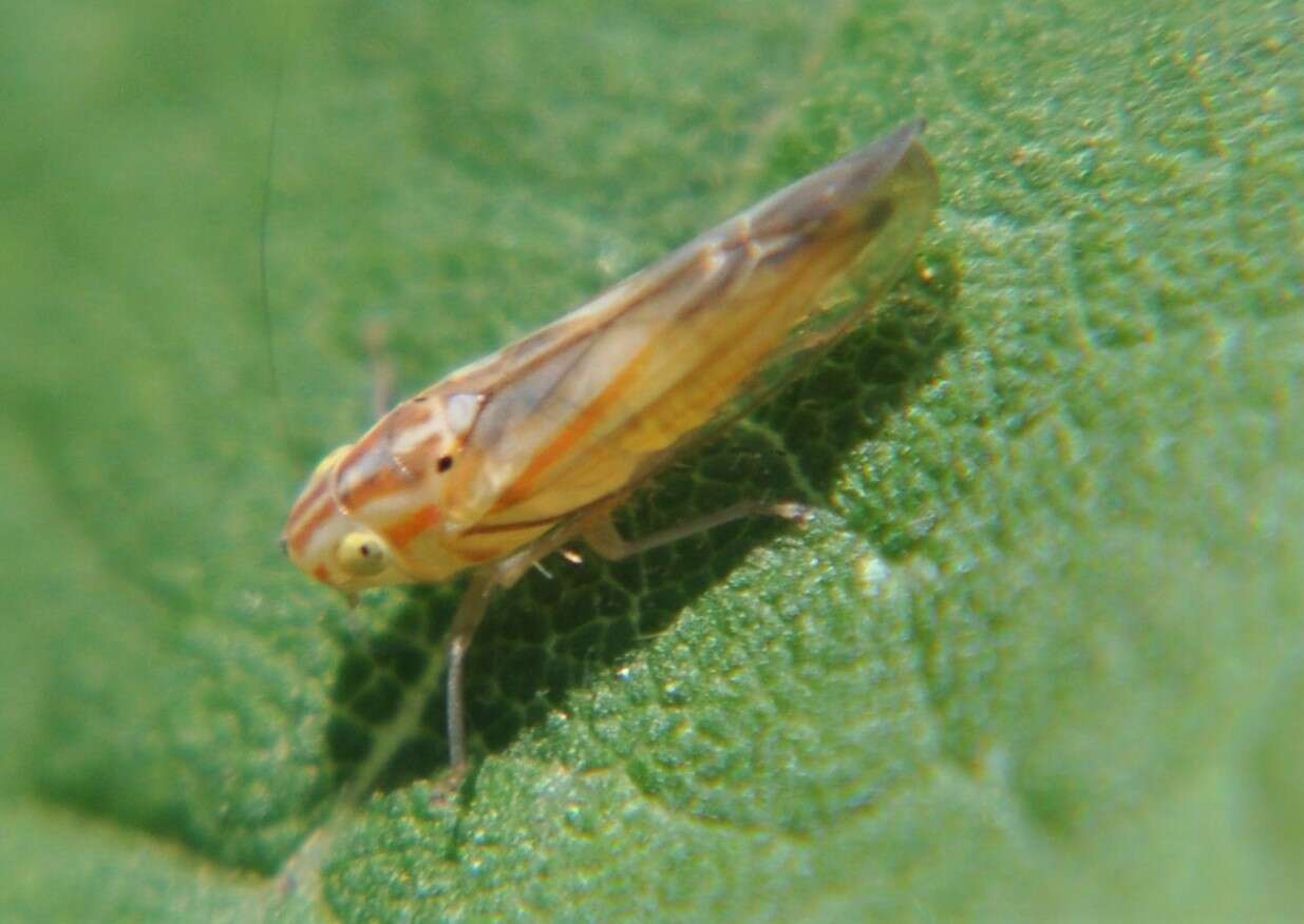 Plancia ëd Neocoelidia bilobata (De Long 1953)