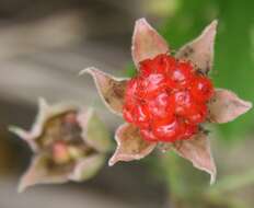 Image of Japanese raspberry