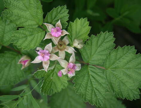 Image of Japanese raspberry