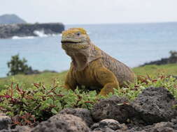 Image of Galapagos Land Iguana