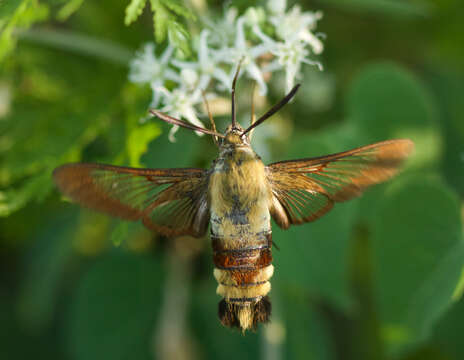 Imagem de Hemaris radians (Walker 1856)