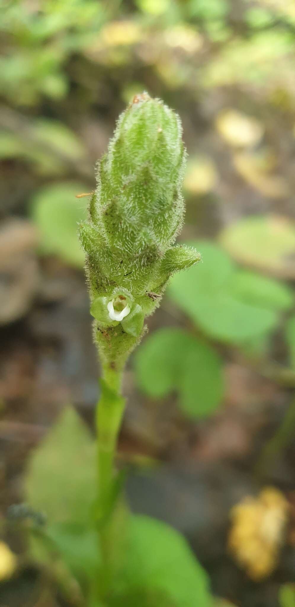 Image of Platylepis glandulosa (Lindl.) Rchb. fil.