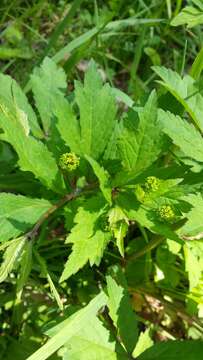 Image of clustered blacksnakeroot