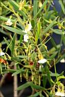 Image de Eremophila deserti (Cunn. ex Benth.) R. J. Chinnock