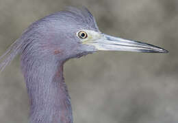 Image of Little Blue Heron