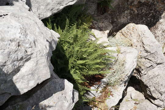 Image of Dryopteris villarii (Bell) Woynar ex Schinz & Thell.