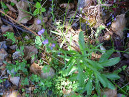 Image of Lobelia urens L.