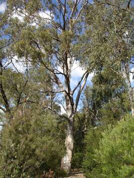 Imagem de Eucalyptus moluccana Roxb.