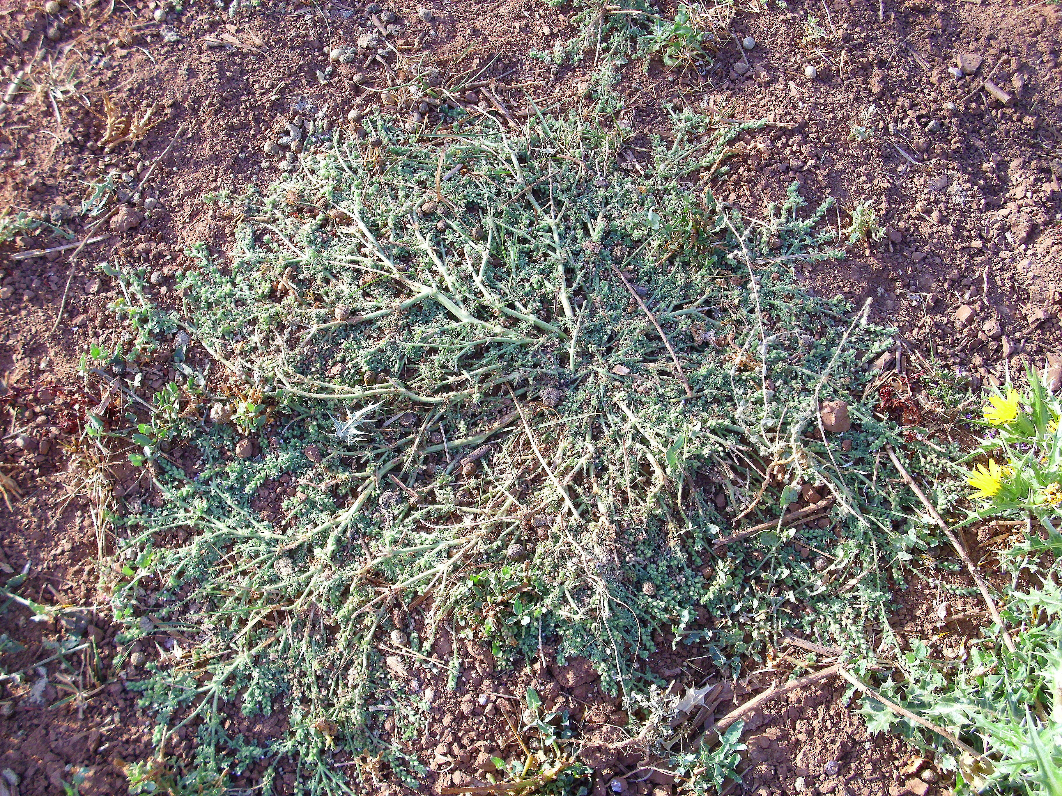 Image of vervain