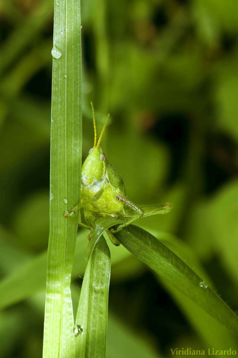 Plancia ëd Sphenarium