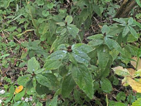 Oenothera pilosella Raf.的圖片