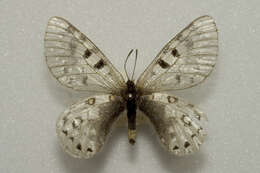 Image of Parnassius acco Gray (1853)