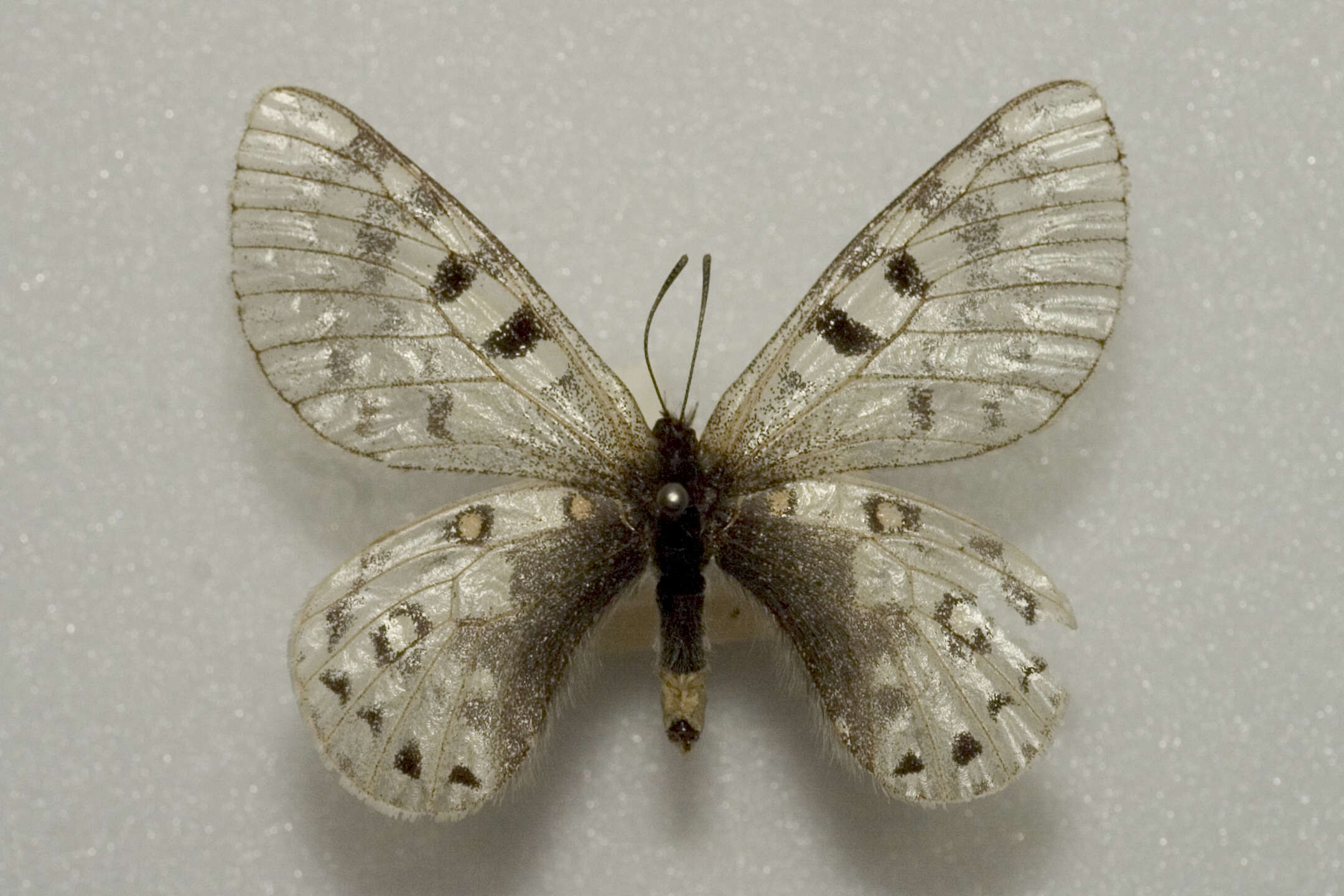 Image of Parnassius acco Gray (1853)