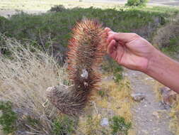 Image of Austrocactus bertinii Britton & Rose