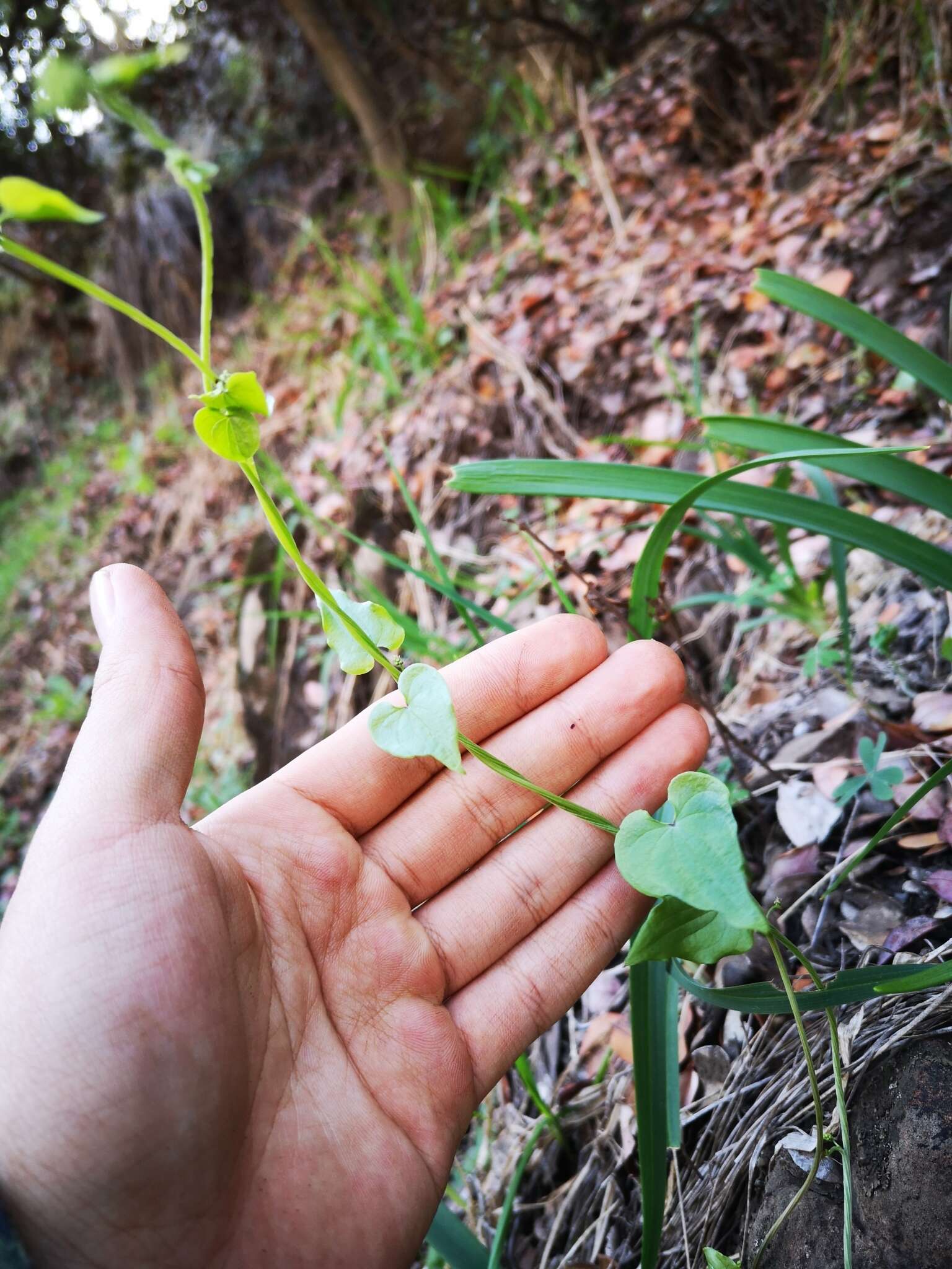 Imagem de Dioscorea bridgesii Griseb. ex Kunth