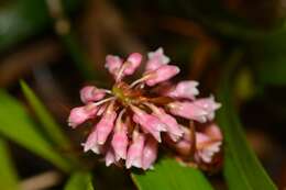 Image de Coelia macrostachya Lindl.