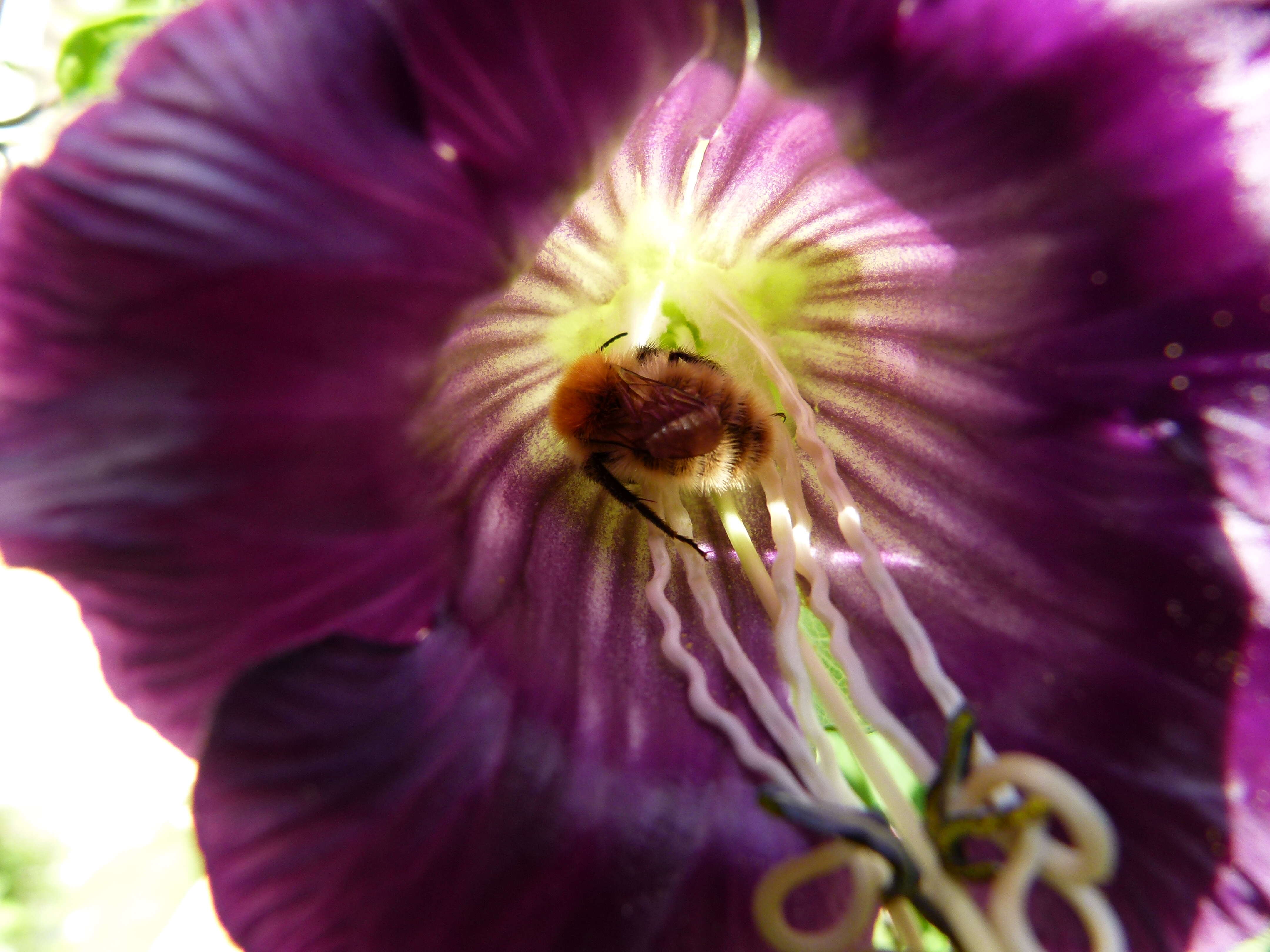 Imagem de Cobaea scandens Cav.