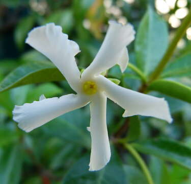 Image of Star-jasmine or Confederate-jasmine