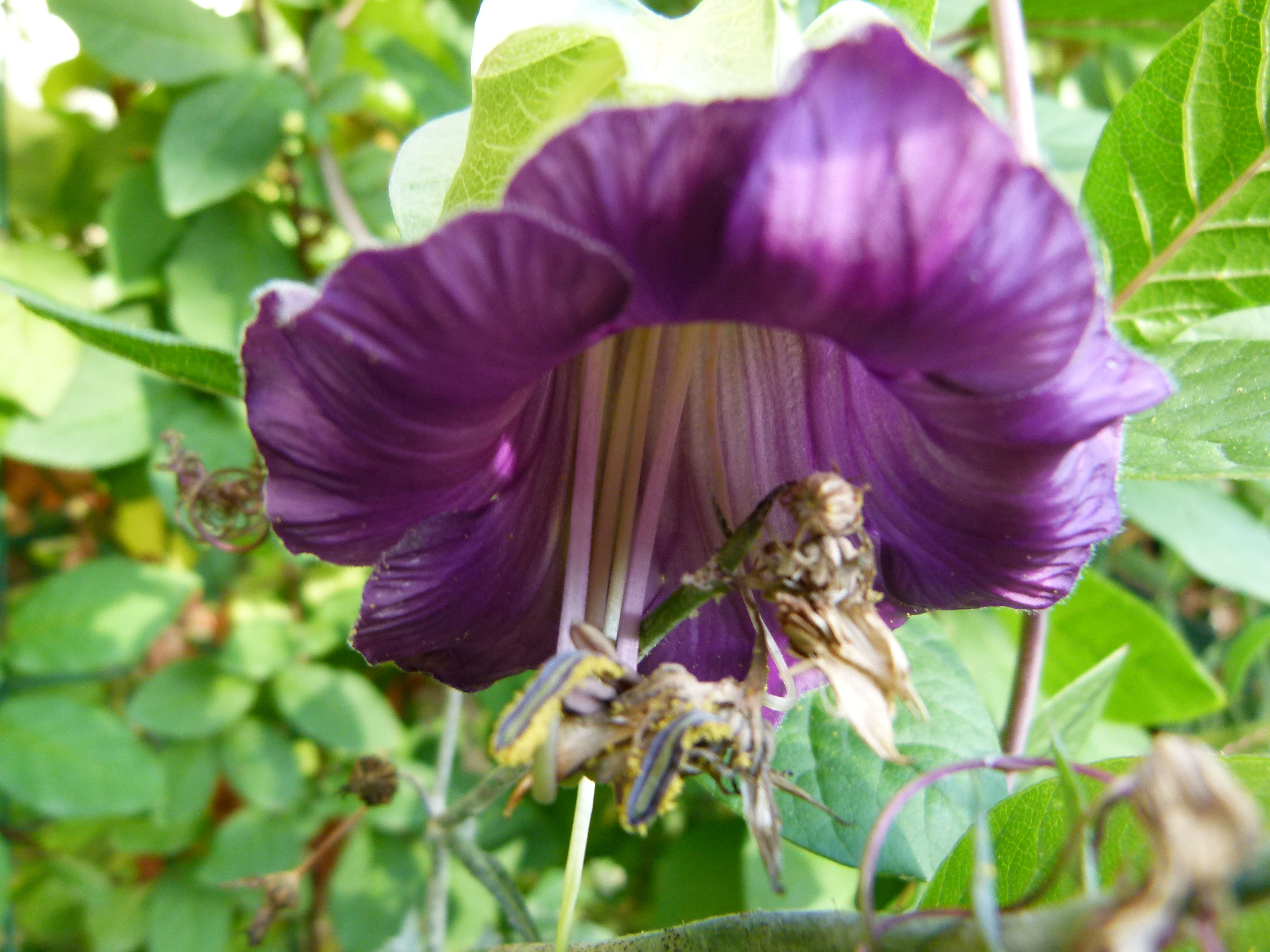 Imagem de Cobaea scandens Cav.