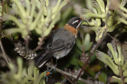 Image of Western Spinebill