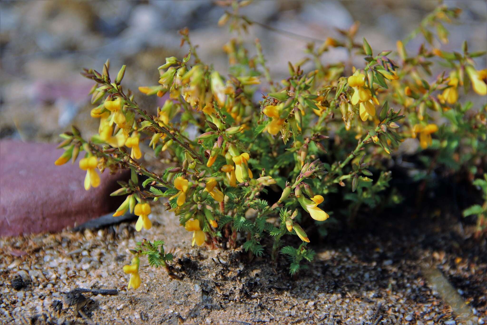 Image of Aeschynomene tenuirama Baker