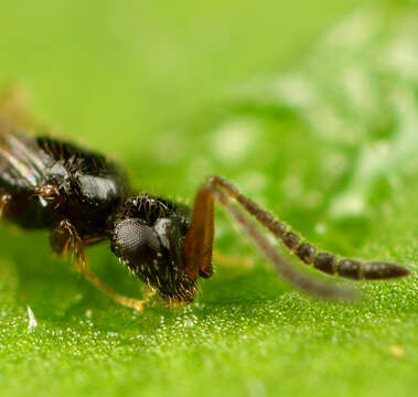 Image of ceraphronid wasps