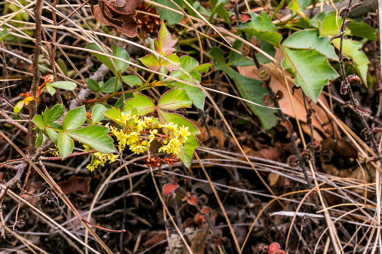 Image de Searsia carnosula (Schönland) Moffett