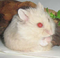 Image de Hamster de Campbell