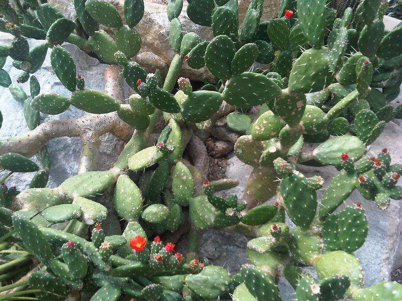 Image of Coastal Prickly-pear