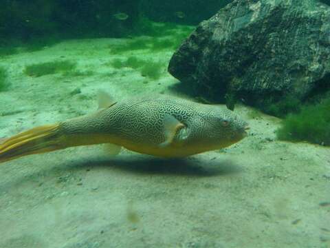 Image of Fresh Water Puffer Fish