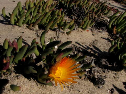 Image of Cephalophyllum ebracteatum (Schlechter & Diels) Dinter & Schwant.