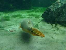 Image of Fresh Water Puffer Fish