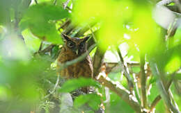 Image of Tawny-bellied Screech Owl