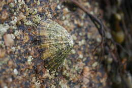 Image of Common limpet