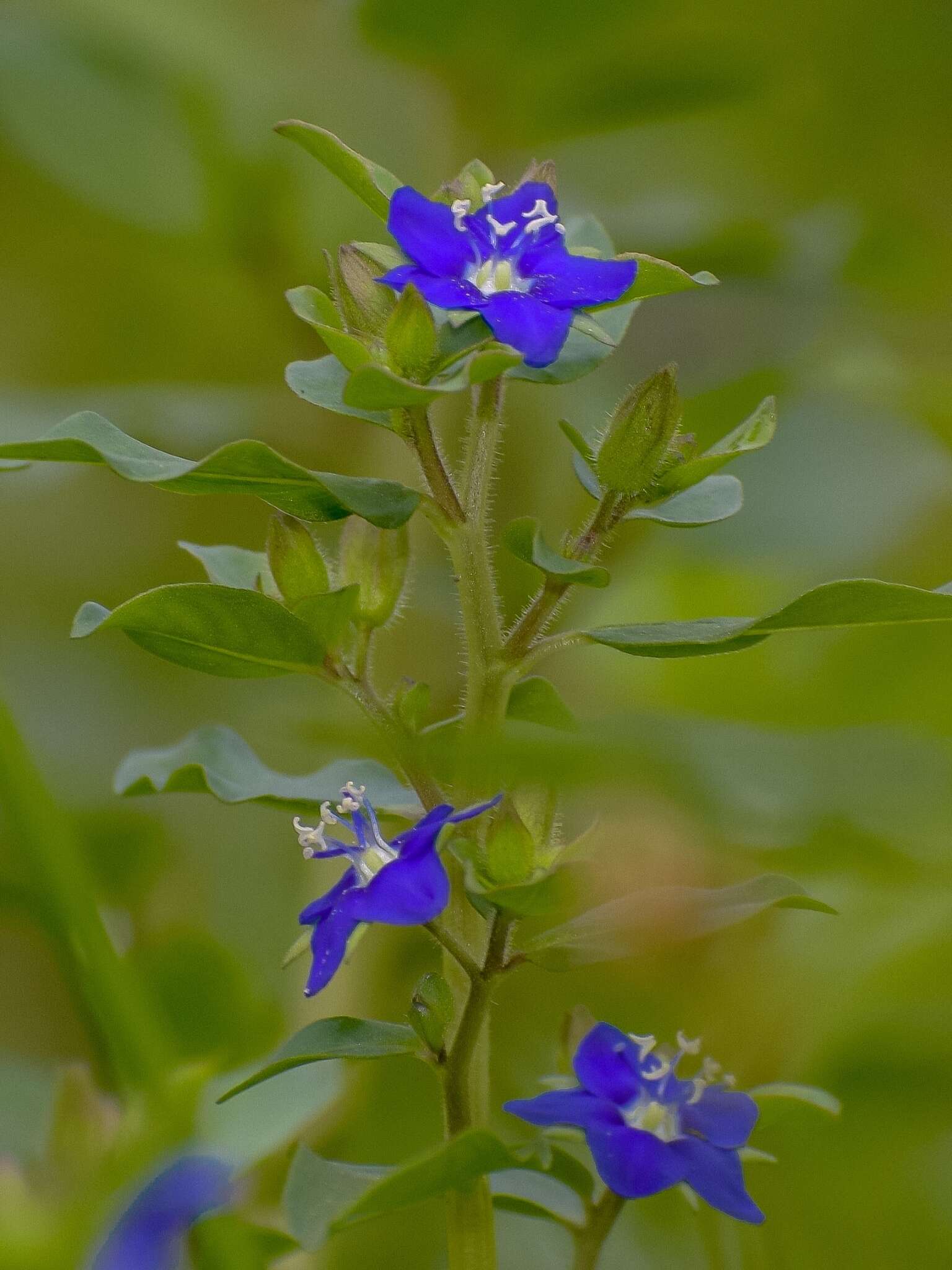 Hydrolea zeylanica (L.) Vahl resmi