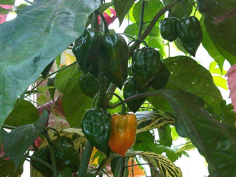 Imagem de Capsicum annuum L.