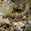 Image of Poey&#39;s pipefish