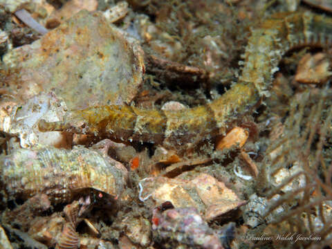 Image of Poey&#39;s pipefish