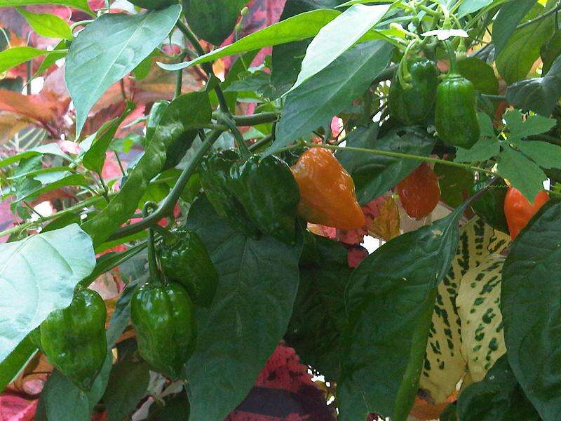 Image of cayenne pepper