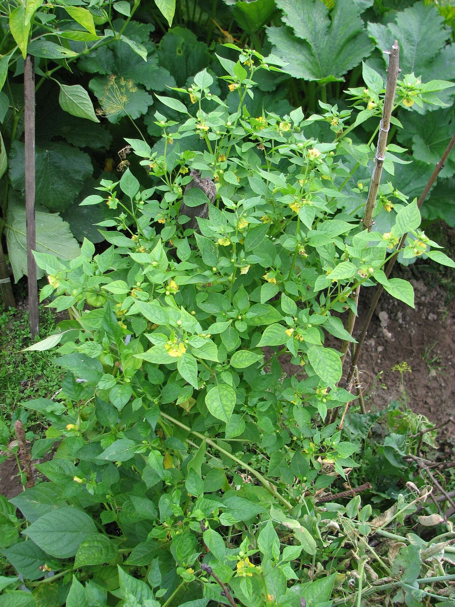 Image de Tomatille