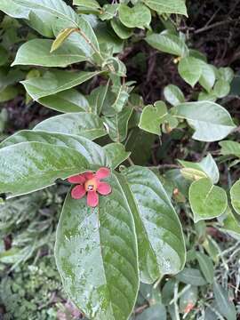 Image of Uvaria littoralis (Blume) Blume